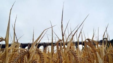 Photo of الهند تحظر تصدير القمح خوفا من تعرض أمنها الغذائي للخطر في ظل ارتفاع أسعاره عالميا