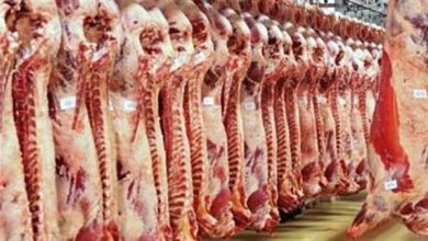 Photo of بشرى ساره الحكومة تكشف حقيقة انخفاض أسعار اللحوم قبل العيد